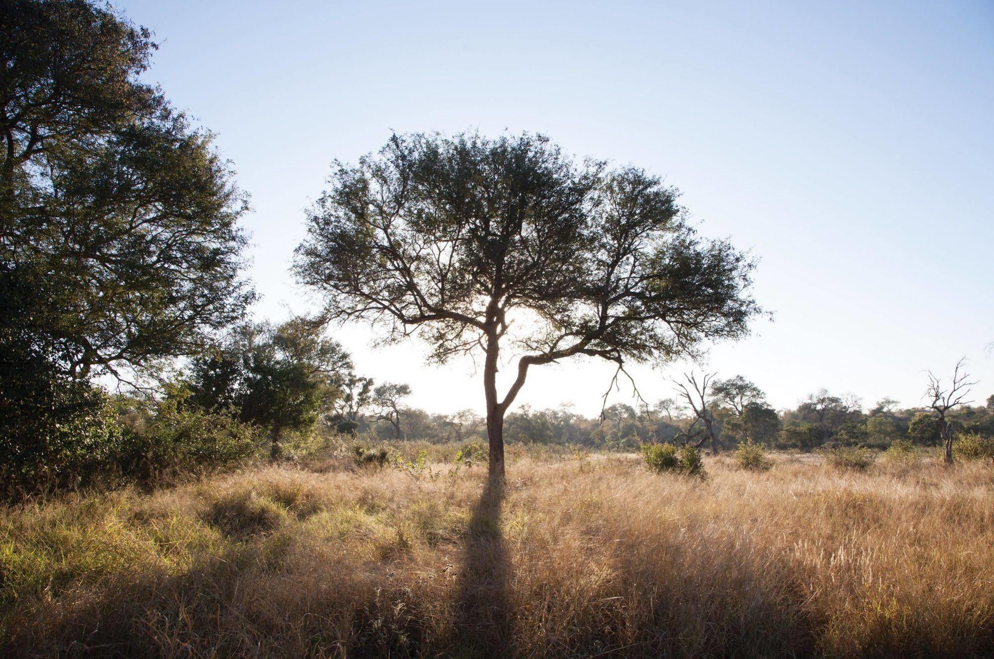 Kings Camp Private Game Reserve クラセリー・プライベート自然保護区 エクステリア 写真